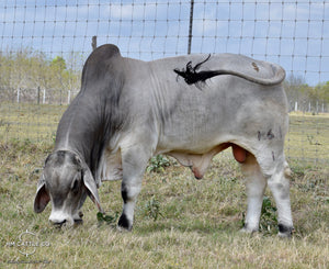 Breeding Season of Mr. HMC Polled 44/1 (P) “Magnum”