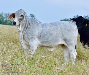 Breeding Season of Mr. HMC Polled 44/1 (P) “Magnum”