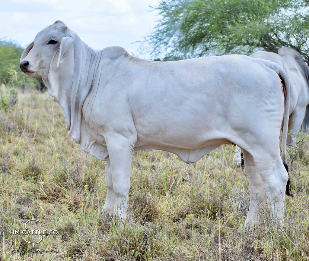 Miss HMC Polled 181/1 (P)