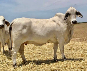 KPBR Polled Joani 57/4 (S)