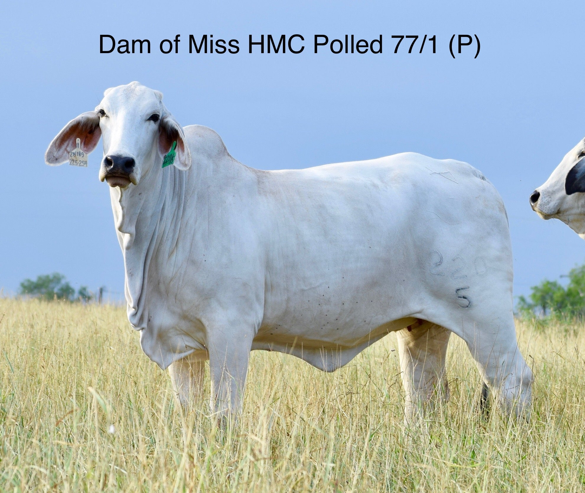 Miss HMC Polled 77/1 (P)