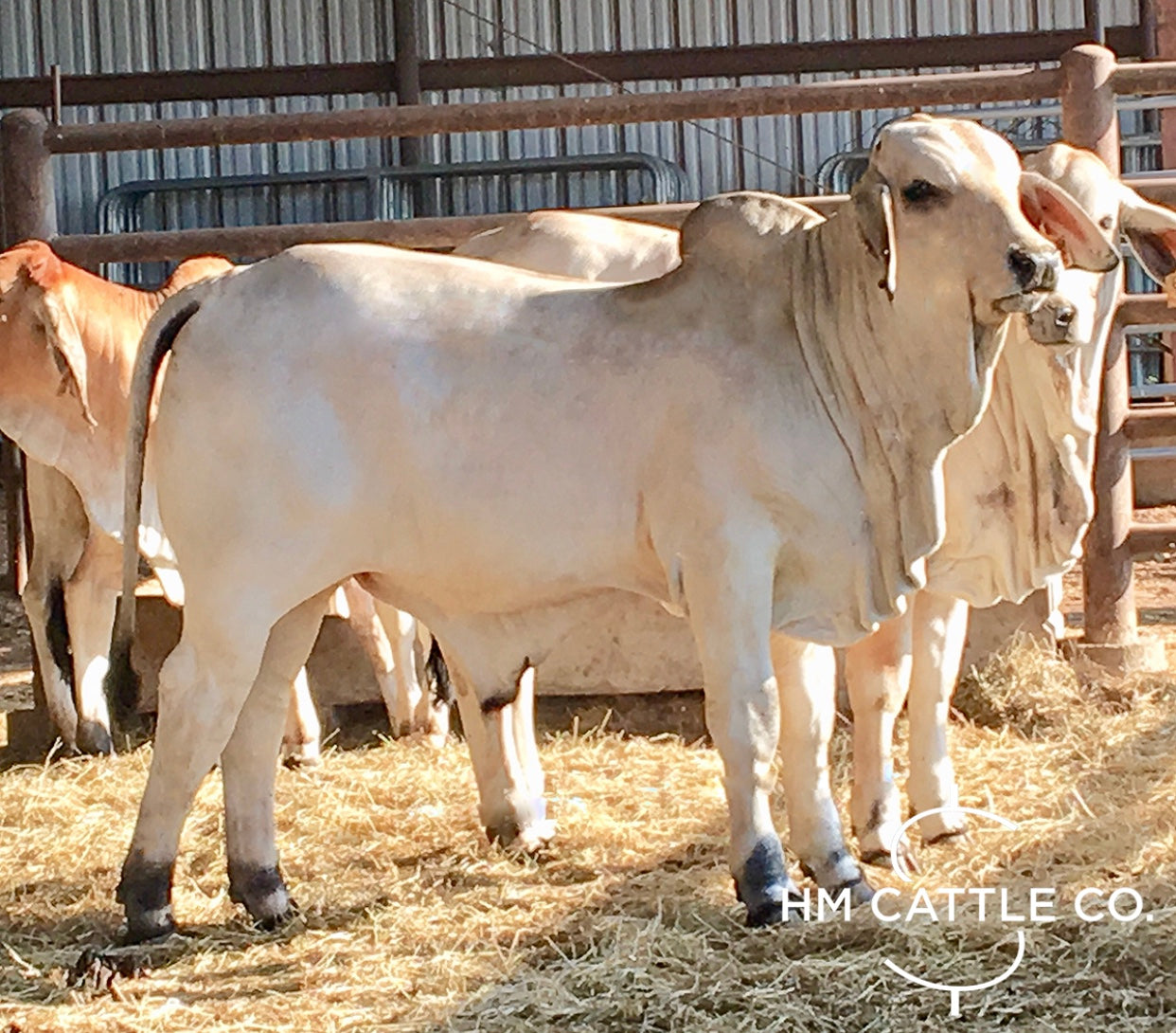 Package 2 Conventional Embryos - Polled Pathfinder (P) x  LMC LF Polled Elma 214/4 (P)