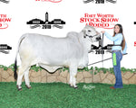 Miss HMC Polled 69/1 (P)