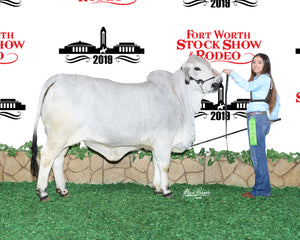 Miss HMC Polled 69/1 (P)