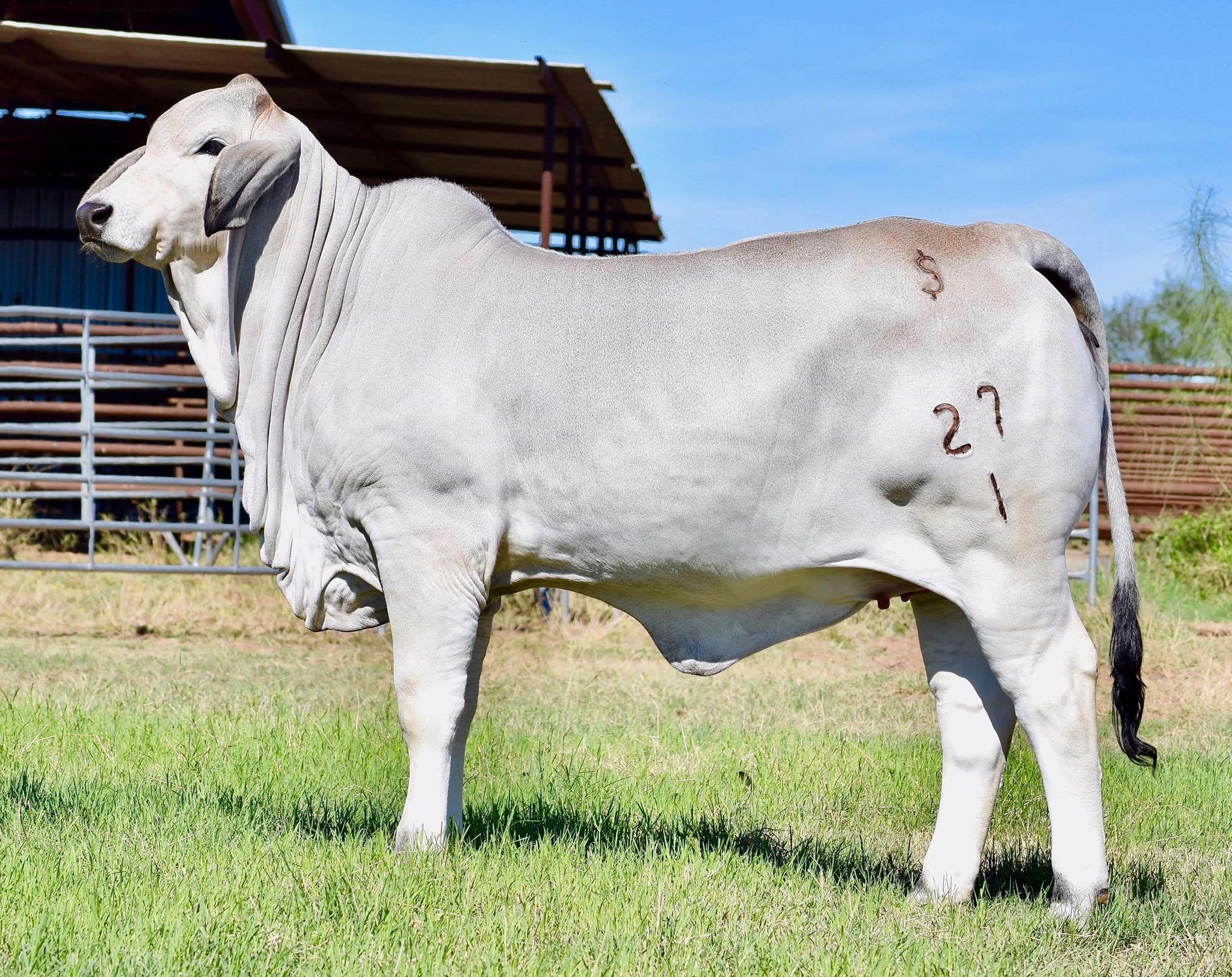 +S Venus Manso 409 (P)