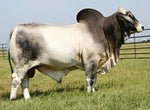 Miss HMC Polled 60/1 (P)