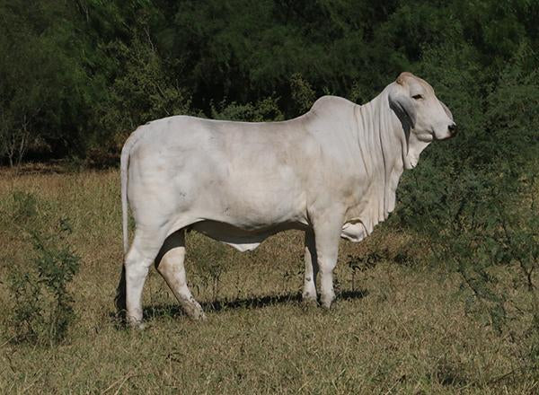 Package of 5 Conventional Embryos - Butler Polled Megatron 75/3 x LMC Polled Gayla 144/5