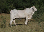Package of 5 Conventional Embryos - Butler Polled Megatron 75/3 x LMC Polled Gayla 144/5