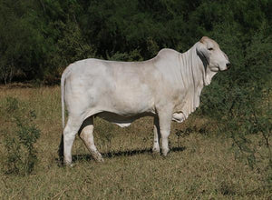 Package of 5 Conventional Embryos - Butler Polled Megatron 75/3 x LMC Polled Gayla 144/5
