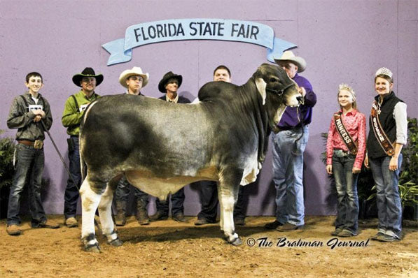 Package of 5 Conventional Embryos - Butler Polled Megatron 75/3 x LMC Polled Gayla 144/5