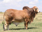 Package of 3 Sexed Female Embryos - LMC LN Polled Pappo (P) x Miss SRS Polled Katie 161/4 (P)