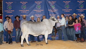 Daughter of LMC LF Polled Elma 214/4 (P)