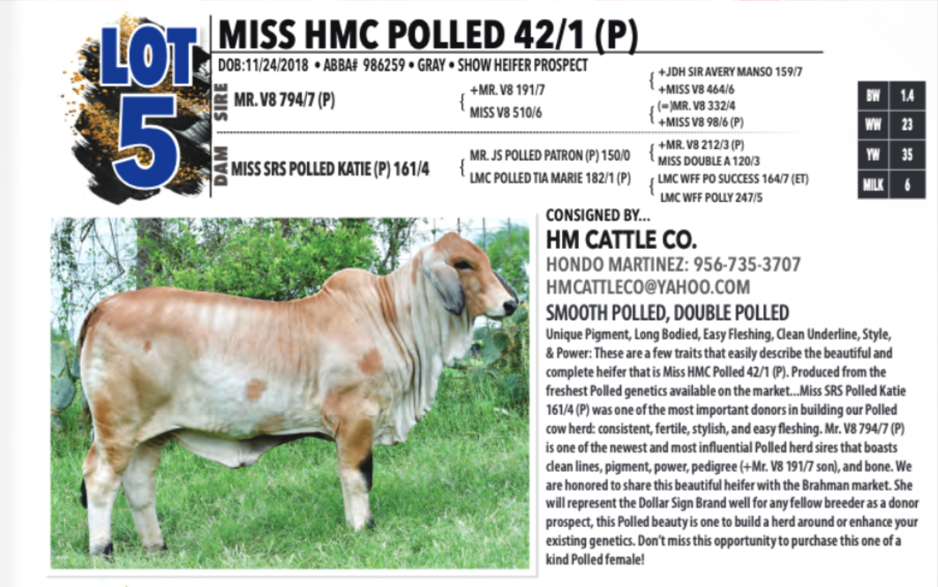 Miss HMC Polled 42/1 (P)