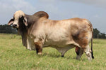 Miss HMC Polled 67/1 (P)