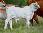 Miss HMC Polled 72/1 (P)