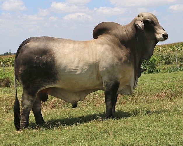 Miss HMC Polled 65/1 (S)