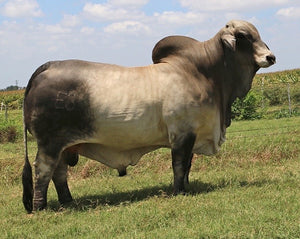 Miss HMC Polled 65/1 (S)